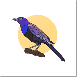 Common Grackle Posters and Art